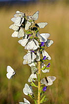 Black veined white butterflies (Aporia crataegi) group roosting on plant just after emergence, Herault, France, May.