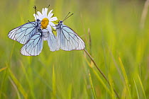 Group of Black veined white butterflies (Aporia crataegi) just after emergence, Herault, France, May.