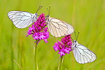Group of Black veined white butterflies (Aporia crataegi) just after emergence on Pyramidal orchid (Anacamptis pyramidalis) Herault, France, May.