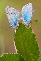 Green-underside blue butterflies (Glaucopsyche alexis) pair  mating, Herault, France, May.
