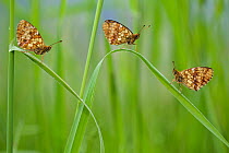 Lesser marbled fritillary butterflies (Brenthis ino) group of three, Haute-Savoie, France, June.