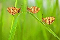 Lesser marbled fritillary butterflies (Brenthis ino) group of three, Haute-Savoie, France, June.