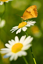 Meadow-brown butterfly (Maniola jurtina) on ox-eye daisy, Haute-Savoie, France, June.
