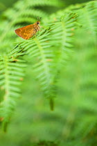Large skipper butterfly (Ochlodes sylvanus) resting on fern, Seine-et-Marne, France, July.