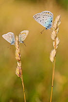 Blue butterflies, from left to right : Eros blue (Polyommatus eros), Northern Blue (Plebejus idas) and Amanda's blue (Polyommatus amandus) on grass, Hautes-Alpes, France, July.