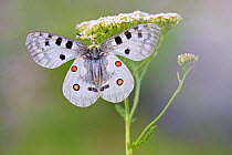Apollo butterfly (Parnassius apollo) resting on umbilifer flower, Hautes-Alpes, France, July.