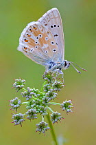 Eros blue butterfly (Polyommatus eros), Hautes-Alpes, France, July.