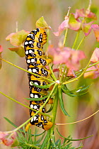 Spurge hawkmoth caterpillar (Hyles euphorbiae) on Spurge (Euphorbia sp.) foodplant, Alpes de Haute-Provence, France, June.