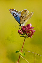 Large blue butterfly (Maculinea arion)  on flower, Indre-et-Loire, France