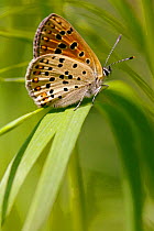 Sooty Copper butterfly (Lycaena tityrus) on grass, Indre-et-Loire, France, April.