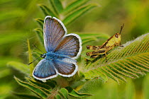 Reverdin's blue butterfly (Plebejus argyrognomon) on leaves (Astragalus alopecurus), Hautes-Alpes, France, June.
