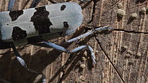 Close-up of a pair of Rosalia longicorn beetles (Rosalia alpina) laying eggs on a Beech (Fagus sylvatica) log, Germany, July.