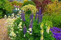 Blue Lupins and White Valarian flowering in the foreground in country garden with an abundance of plants and flowers. England, UK.