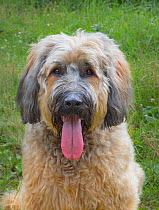 Briard dog, an ancient breed of large herding dog, originally from France England, UK.