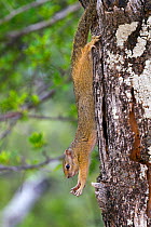 Cape ground squirrel  (Xerus inauris) Namibia