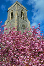 Cherry tree (Prunus) blossom in front of  St Botolphs Church tower, Trunch, Norfolk, UK