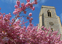 Cherry tree (Prunus) blossomin front of St Botolphs Church tower Trunch, Norfolk, UK