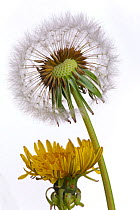 Dandelion (Taxaxacum officinale) seed head and flowers. England, UK.