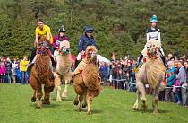 People racing on domesticated Bactrian camels (Camelus bactrianus) with colourful halters.  England, UK.