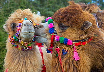 Domesticated Bactrian camels (Camelus bactrianus) with colourful halters, used for camel racing England, UK.