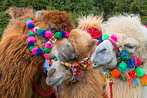 Domesticated Bactrian camels (Camelus bactrianus) with colourful halters, used for camel racing England, UK.