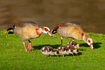 Egyptain goose (Alopochen aegyptiacus) pair with goslings England, UK.