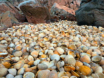 Empty Cockle Shells washed up on shore of  Solway, Dumfries, Scotland, UK, June.