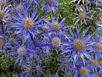 Mediterranean sea holly (Eryngium bourgatia) 'Picco blue' flowers in garden border. England, UK.