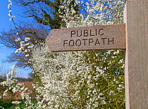 Footpath sign in Norfolk countryside with Blackthorn hedgerow (Prunus spinosa) in flower. Norfolk, England, UK. April.