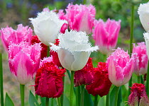 Fringed Tulip &#39;Dallas&#39; (Pink) and Tulipa &#39;Swan Wings&#39; (White) and Tulipa &#39;Valery Gergiev&#39; (red) growing in garden border. England, UK.
