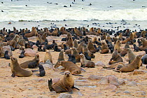 Brown fur seal (Arctocephalus pusillus) hauled out at Cape Cross Seal Colony, Namibia