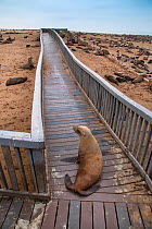 Brown fur seal (Arctocephalus pusillus) hauled out on board walk in Cape Cross seal colony, Namibia