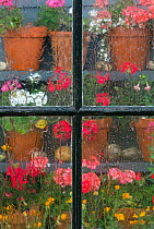Potted Geraniums (Pelargonium)  through garden shed window in rain. England, UK.