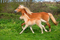 Haflinger horse mare and foal running in meadow.  England, UK