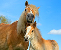 Haflinger horse mare and foal  in meadow, Norfolk, England, UK, March.