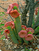 Bushman's hat (Hoodia gordonii) Namibia.