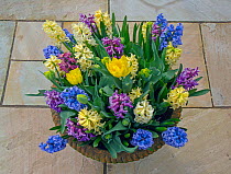 Hyacinths (Hycinthus) and tulips in flower in container, Norfolk, England, UK, March.