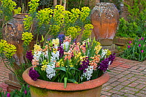 Mediterranean spurge (Euphorbia characias)  and Hyacinths in flower growing in container pots, Norfolk, England, UK, March.