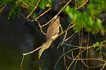 Indian pond heron (Ardeola grayii) hunting fish, Sri Lanka.