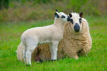 Kerry Hill domestic sheep, ewe and lamb. England, UK.