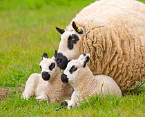 Kerry Hill domestic sheep, ewe and lambs England, UK.