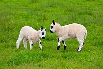 Kerry Hill domestic sheep, two  spring lambs head butting, England, UK.