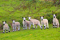 Kerry Hill domestic sheep, six spring lambs. England, UK.