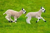 Kerry Hill domestic sheep, spring lambs running,  England, UK.