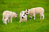 Kerry Hill domestic sheep, spring lambs England, UK.