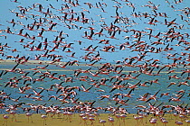 Lesser flamingo (Phoeniconaias minor) flock in flight, Walvis Bay, Namibia