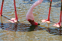 Lesser flamingo (Phoeniconaias minor) feeding, Walvis Bay, Namibia