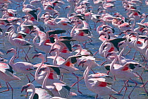 Lesser flamingo (Phoeniconaias minor) flock, Walvis Bay Namibia