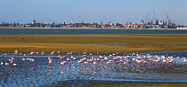 Lesser flamingo (Phoeniconaias minor) flock feeding, Walvis Bay Namibia