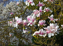 Magnolia tree in flower (Magnolia kobus) in garden,  Norfolk, England, UK, March.